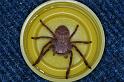 Holconia_ZZ600_D4016_Z_90_Oaklands Park_Australie